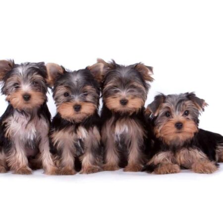 Yorkshire Terrier